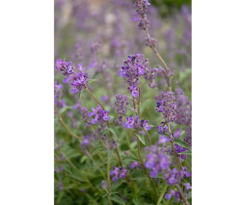 Little Trudy Catmint
